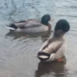 Meet your Posher, Stanley